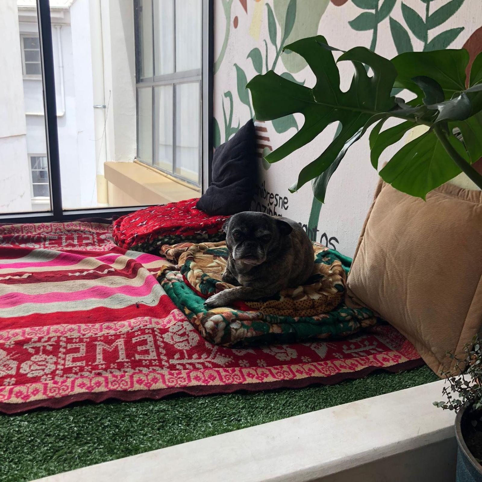 Home In Hostel 라파스 외부 사진